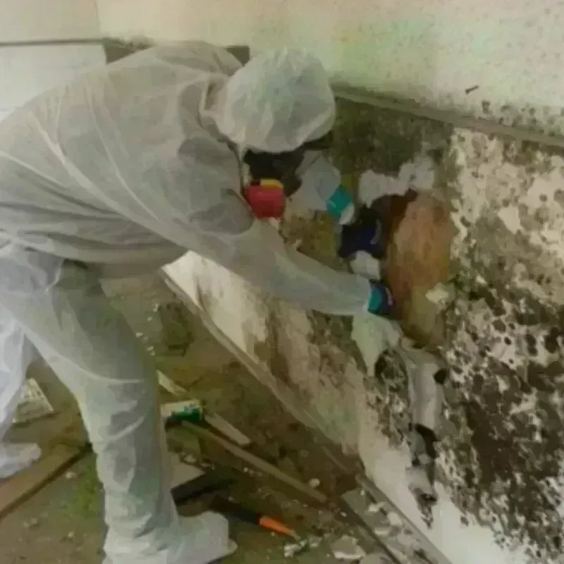 Mold Remediation and Removal in Texas City, TX